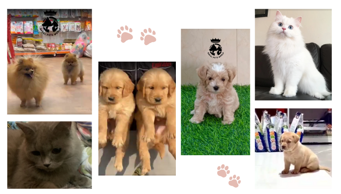 Pet care specialists Pet care specialists