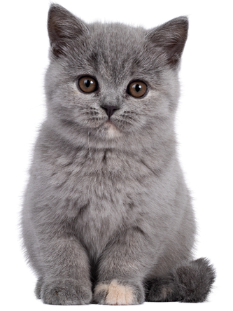 cat-gromming-section-img cat-gromming-section-img