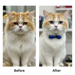 cat-groomimg-result-1 cat-groomimg-result-1