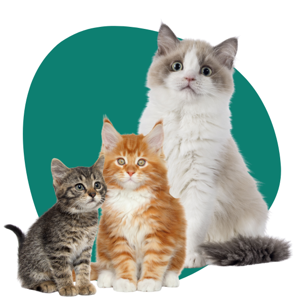 Choose Cat Gromming Choose Cat Gromming