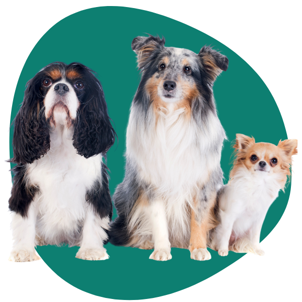 choose-royalpet-dog choose-royalpet-dog