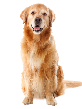 Dog Grooming Dog Grooming