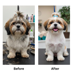 dog-groomimg-result-2 dog-groomimg-result-2