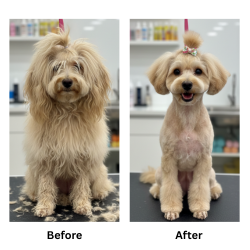 dog-groomimg-result-3 dog-groomimg-result-3