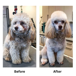 dog-groomimg-result-4 dog-groomimg-result-4