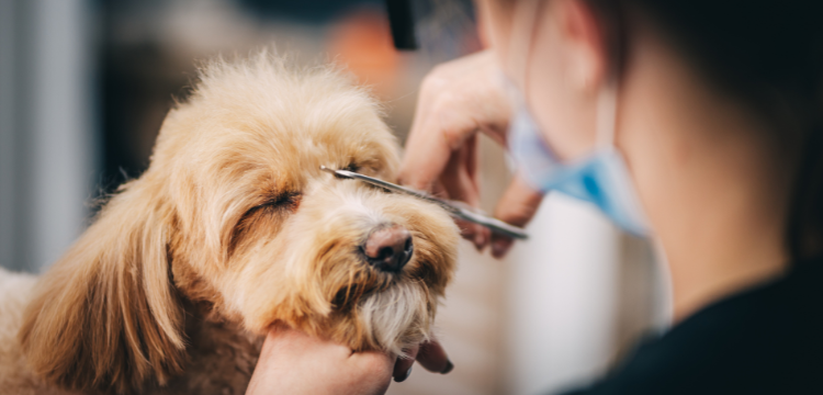 dog grooming services dog grooming services