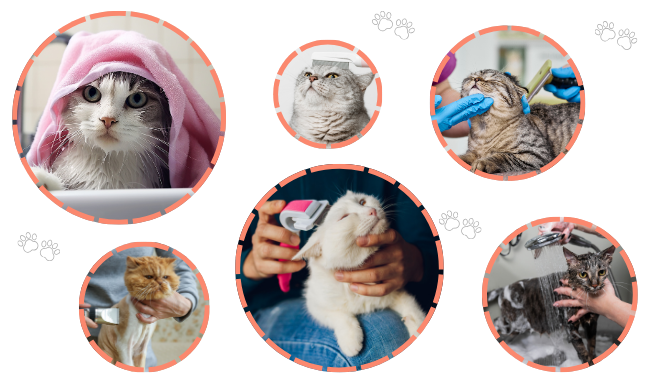 full-cat-grooming full-cat-grooming