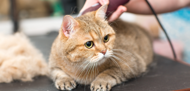 home-cat-grooming-service home-cat-grooming-service