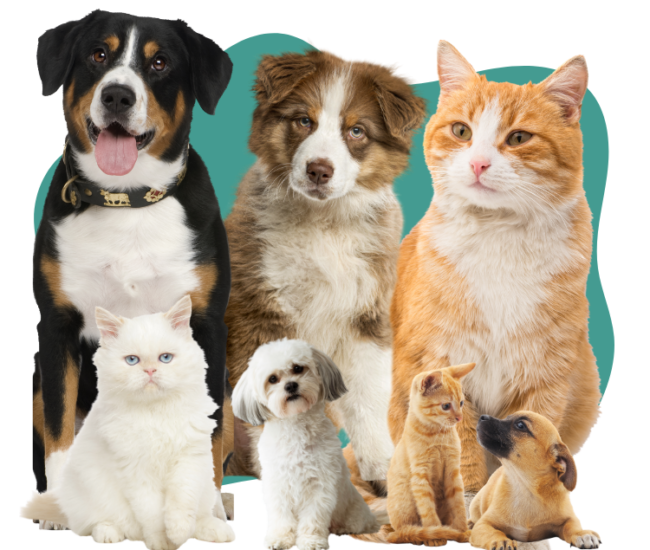 contact for pet groming contact for pet groming