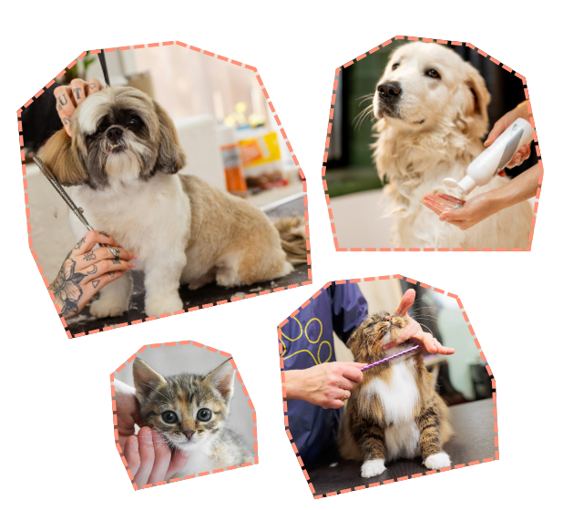 We Provide The Best Pet Care Services. We Provide The Best Pet Care Services.