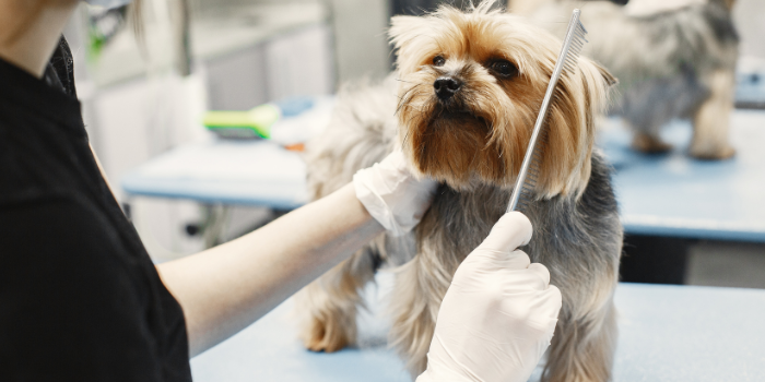 Pet Grooming Important Pet Grooming Important