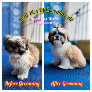 shih tzu grooming shih tzu grooming